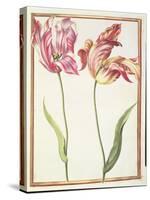 Pd.109-1973.F4 Two 'Broken' Tulips-Nicolas Robert-Stretched Canvas