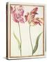 Pd.109-1973.F4 Two 'Broken' Tulips-Nicolas Robert-Stretched Canvas