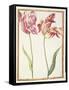 Pd.109-1973.F4 Two 'Broken' Tulips-Nicolas Robert-Framed Stretched Canvas