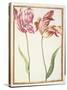 Pd.109-1973.F4 Two 'Broken' Tulips-Nicolas Robert-Stretched Canvas