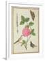 Pd.109-1973.F60 Centifolia Rose, Lavender, Tortoiseshell Butterfly, Goldfinch and Crested Pigeon-Nicolas Robert-Framed Premium Giclee Print