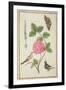 Pd.109-1973.F60 Centifolia Rose, Lavender, Tortoiseshell Butterfly, Goldfinch and Crested Pigeon-Nicolas Robert-Framed Premium Giclee Print