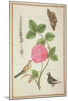 Pd.109-1973.F60 Centifolia Rose, Lavender, Tortoiseshell Butterfly, Goldfinch and Crested Pigeon-Nicolas Robert-Mounted Premium Giclee Print