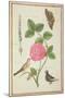 Pd.109-1973.F60 Centifolia Rose, Lavender, Tortoiseshell Butterfly, Goldfinch and Crested Pigeon-Nicolas Robert-Mounted Premium Giclee Print