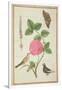 Pd.109-1973.F60 Centifolia Rose, Lavender, Tortoiseshell Butterfly, Goldfinch and Crested Pigeon-Nicolas Robert-Framed Giclee Print