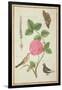 Pd.109-1973.F60 Centifolia Rose, Lavender, Tortoiseshell Butterfly, Goldfinch and Crested Pigeon-Nicolas Robert-Framed Giclee Print