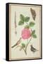 Pd.109-1973.F60 Centifolia Rose, Lavender, Tortoiseshell Butterfly, Goldfinch and Crested Pigeon-Nicolas Robert-Framed Stretched Canvas