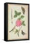 Pd.109-1973.F60 Centifolia Rose, Lavender, Tortoiseshell Butterfly, Goldfinch and Crested Pigeon-Nicolas Robert-Framed Stretched Canvas