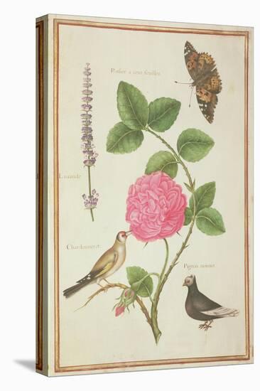 Pd.109-1973.F60 Centifolia Rose, Lavender, Tortoiseshell Butterfly, Goldfinch and Crested Pigeon-Nicolas Robert-Stretched Canvas
