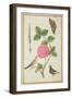 Pd.109-1973.F60 Centifolia Rose, Lavender, Tortoiseshell Butterfly, Goldfinch and Crested Pigeon-Nicolas Robert-Framed Giclee Print