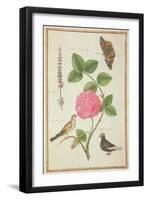 Pd.109-1973.F60 Centifolia Rose, Lavender, Tortoiseshell Butterfly, Goldfinch and Crested Pigeon-Nicolas Robert-Framed Giclee Print