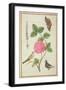 Pd.109-1973.F60 Centifolia Rose, Lavender, Tortoiseshell Butterfly, Goldfinch and Crested Pigeon-Nicolas Robert-Framed Giclee Print