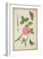 Pd.109-1973.F60 Centifolia Rose, Lavender, Tortoiseshell Butterfly, Goldfinch and Crested Pigeon-Nicolas Robert-Framed Giclee Print