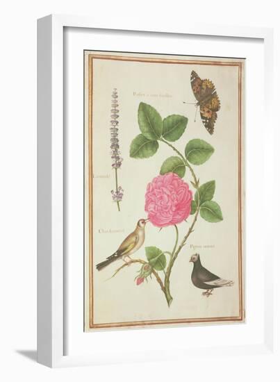 Pd.109-1973.F60 Centifolia Rose, Lavender, Tortoiseshell Butterfly, Goldfinch and Crested Pigeon-Nicolas Robert-Framed Giclee Print