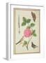 Pd.109-1973.F60 Centifolia Rose, Lavender, Tortoiseshell Butterfly, Goldfinch and Crested Pigeon-Nicolas Robert-Framed Giclee Print