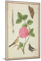 Pd.109-1973.F60 Centifolia Rose, Lavender, Tortoiseshell Butterfly, Goldfinch and Crested Pigeon-Nicolas Robert-Mounted Giclee Print