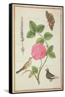 Pd.109-1973.F60 Centifolia Rose, Lavender, Tortoiseshell Butterfly, Goldfinch and Crested Pigeon-Nicolas Robert-Framed Stretched Canvas