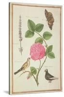 Pd.109-1973.F60 Centifolia Rose, Lavender, Tortoiseshell Butterfly, Goldfinch and Crested Pigeon-Nicolas Robert-Stretched Canvas