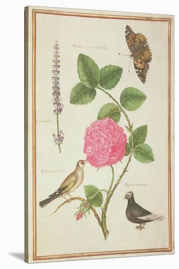 Pd.109-1973.F60 Centifolia Rose, Lavender, Tortoiseshell Butterfly, Goldfinch and Crested Pigeon-Nicolas Robert-Stretched Canvas