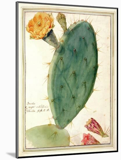Pd.115-1973. F38 Detail of Cactus with Orange Flower, C.1764-Georg Dionysius Ehret-Mounted Giclee Print