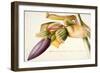 Pd.117-1973F.19 Flower of the Banana Tree-Georg Dionysius Ehret-Framed Giclee Print