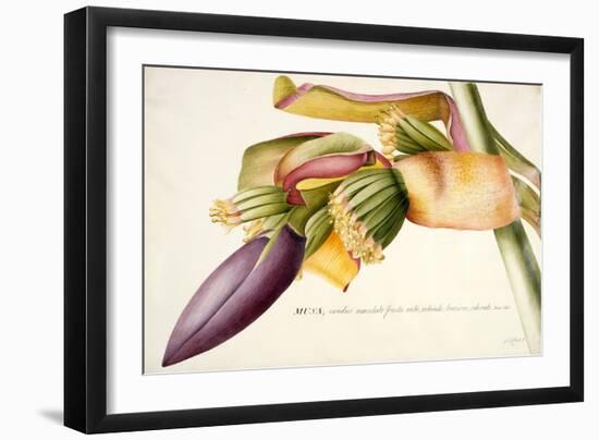 Pd.117-1973F.19 Flower of the Banana Tree-Georg Dionysius Ehret-Framed Giclee Print