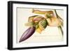 Pd.117-1973F.19 Flower of the Banana Tree-Georg Dionysius Ehret-Framed Giclee Print