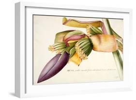 Pd.117-1973F.19 Flower of the Banana Tree-Georg Dionysius Ehret-Framed Giclee Print