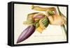 Pd.117-1973F.19 Flower of the Banana Tree-Georg Dionysius Ehret-Framed Stretched Canvas