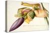 Pd.117-1973F.19 Flower of the Banana Tree-Georg Dionysius Ehret-Stretched Canvas