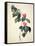 Pd.21-1960 Camellia Japonica, 1793-Pierre-Joseph Redouté-Framed Stretched Canvas