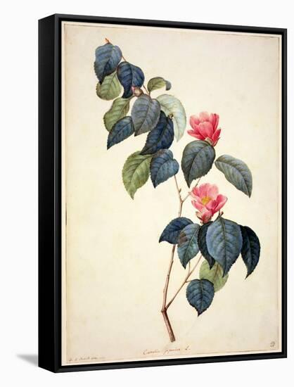 Pd.21-1960 Camellia Japonica, 1793-Pierre-Joseph Redouté-Framed Stretched Canvas