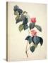 Pd.21-1960 Camellia Japonica, 1793-Pierre-Joseph Redouté-Stretched Canvas