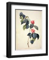 Pd.21-1960 Camellia Japonica, 1793-Pierre-Joseph Redouté-Framed Giclee Print