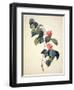 Pd.21-1960 Camellia Japonica, 1793-Pierre-Joseph Redouté-Framed Giclee Print