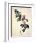 Pd.21-1960 Camellia Japonica, 1793-Pierre-Joseph Redouté-Framed Giclee Print