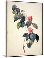 Pd.21-1960 Camellia Japonica, 1793-Pierre-Joseph Redouté-Mounted Giclee Print