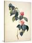 Pd.21-1960 Camellia Japonica, 1793-Pierre-Joseph Redouté-Stretched Canvas