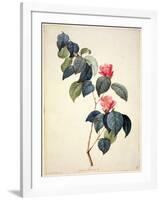 Pd.21-1960 Camellia Japonica, 1793-Pierre-Joseph Redouté-Framed Giclee Print