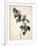 Pd.21-1960 Camellia Japonica, 1793-Pierre-Joseph Redouté-Framed Giclee Print