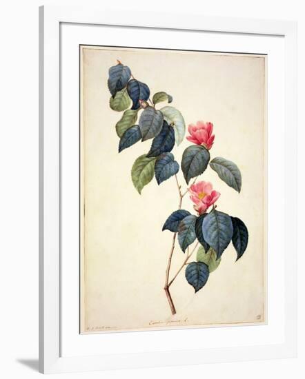 Pd.21-1960 Camellia Japonica, 1793-Pierre-Joseph Redouté-Framed Giclee Print