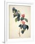 Pd.21-1960 Camellia Japonica, 1793-Pierre-Joseph Redouté-Framed Giclee Print