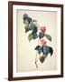 Pd.21-1960 Camellia Japonica, 1793-Pierre-Joseph Redouté-Framed Giclee Print