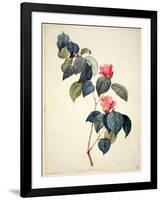 Pd.21-1960 Camellia Japonica, 1793-Pierre-Joseph Redouté-Framed Giclee Print