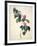 Pd.21-1960 Camellia Japonica, 1793-Pierre-Joseph Redouté-Framed Giclee Print