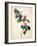 Pd.21-1960 Camellia Japonica, 1793-Pierre-Joseph Redouté-Framed Giclee Print