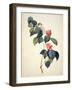 Pd.21-1960 Camellia Japonica, 1793-Pierre-Joseph Redouté-Framed Giclee Print