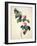 Pd.21-1960 Camellia Japonica, 1793-Pierre-Joseph Redouté-Framed Giclee Print