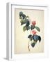 Pd.21-1960 Camellia Japonica, 1793-Pierre-Joseph Redouté-Framed Giclee Print