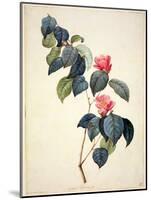 Pd.21-1960 Camellia Japonica, 1793-Pierre-Joseph Redouté-Mounted Giclee Print